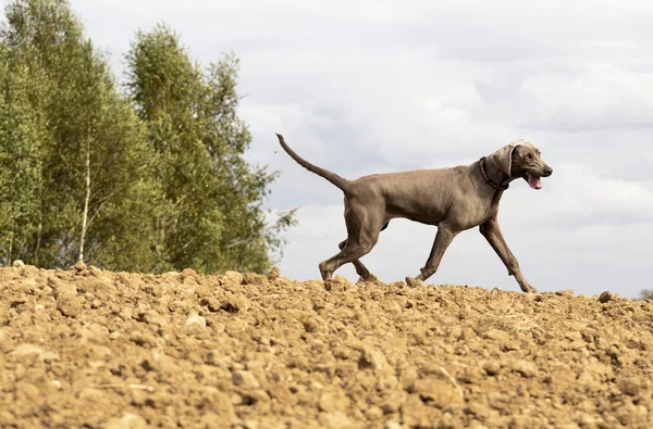 Weimaraner в дії — стокове фото