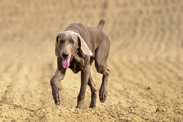 Weimaraner i aktion — Stockfoto