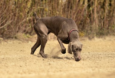 Weimaraner eylem