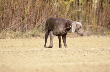 Weimaraner eylem