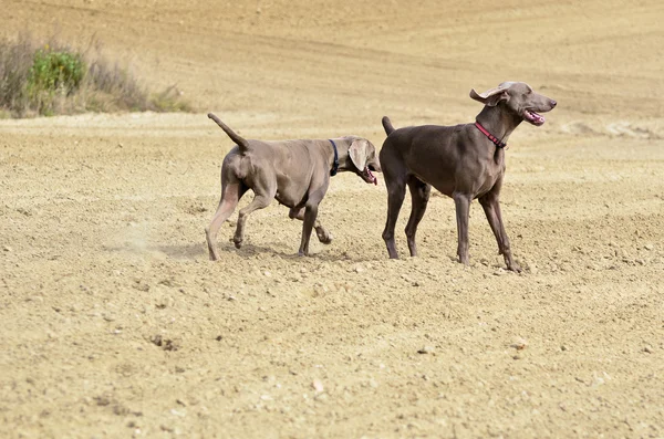 Weimaraner in azione — Foto Stock