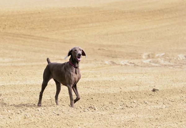 Weimaraner 행동에 — 스톡 사진