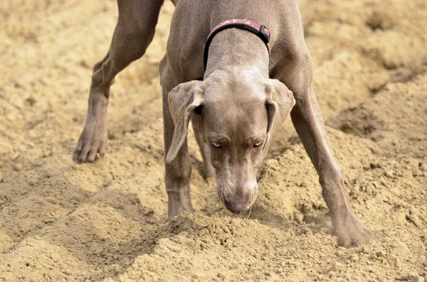 Weimaraner em acção — Fotografia de Stock