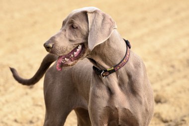 Weimaraner eylem