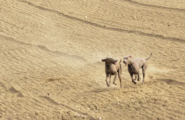 Weimaraner в действии — стоковое фото