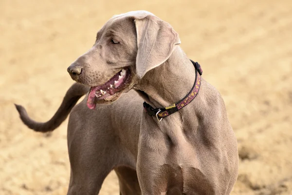 Weimaraner en acción Fotos de stock libres de derechos