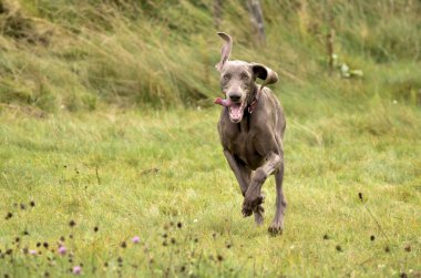 Weimaraner eylem