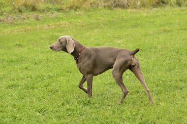 Weimaraner eylem