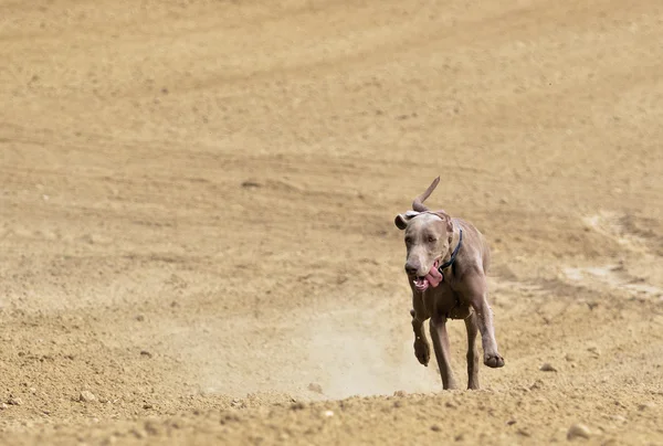 Weimaraner en acción —  Fotos de Stock