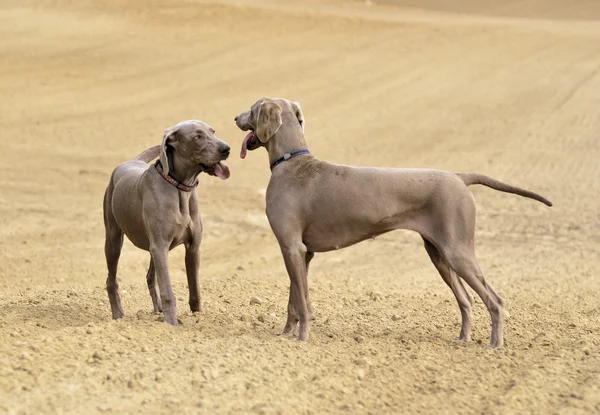 Weimaraner в действии — стоковое фото