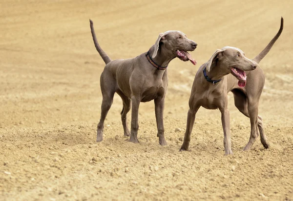 Weimaraner i aktion — Stockfoto