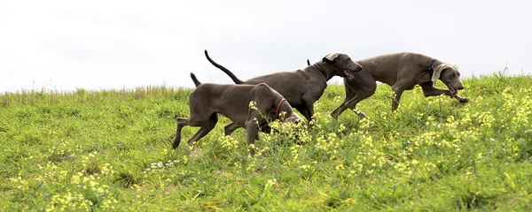 Weimaraner eylem — Stok fotoğraf