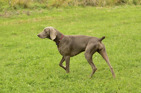 Weimaraner i aktion — Stockfoto