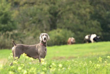 Weimaraner eylem