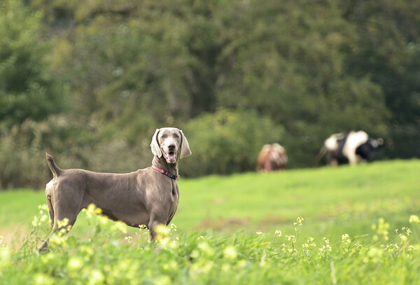 Weimaraner в действии
