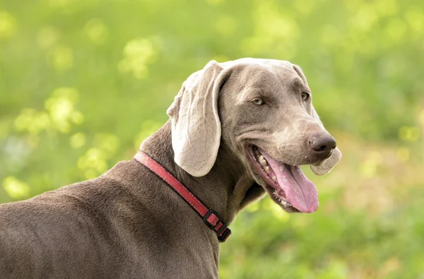 Weimaraner 행동에 — 스톡 사진