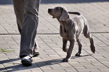 bir genç weimaraner bacak ile öğrenme