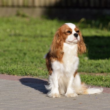 Genç cavalier king charles spaniel Bodrum kat