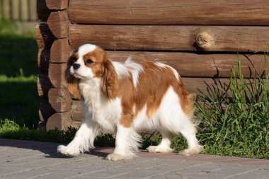 Genç cavalier king charles spaniel Bodrum kat