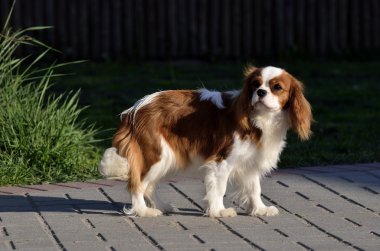 Genç cavalier king charles spaniel Bodrum kat