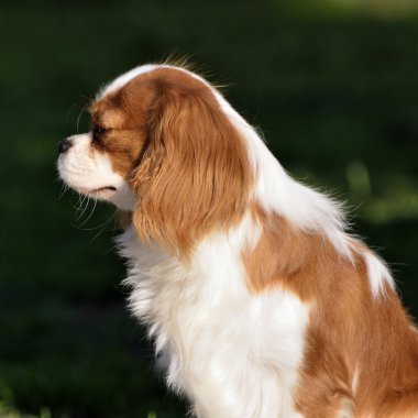 Genç cavalier king charles spaniel Bodrum kat