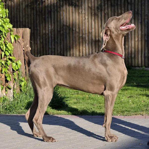 Weimaraner - handling — Stock Photo, Image