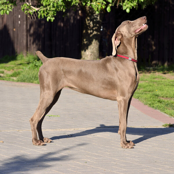 Weimaraner - обработка
