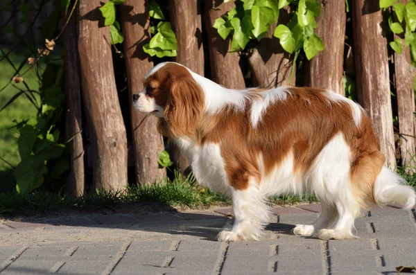 Fiatal cavalier king charles spániel blenheim egy kabát — Stock Fotó