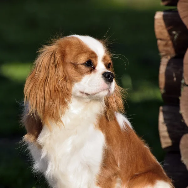 Fiatal cavalier king charles spániel blenheim egy kabát — Stock Fotó