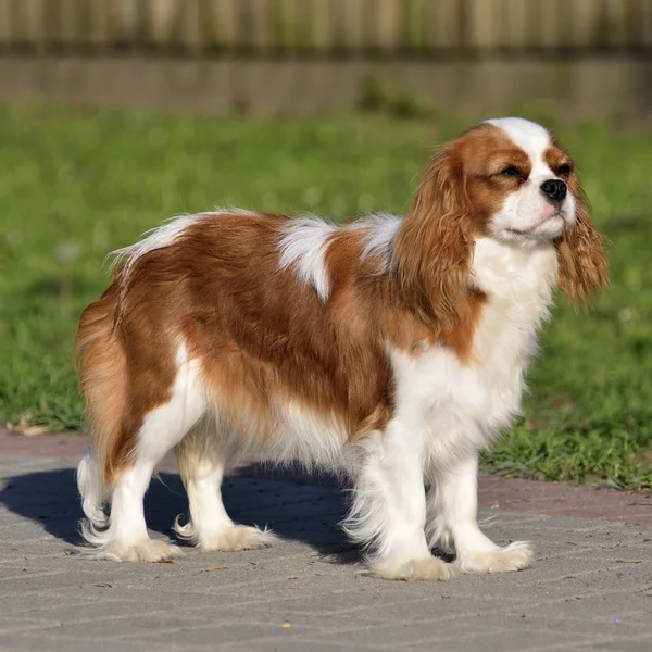 Młody cavalier king charles spaniel blenheim herb — Zdjęcie stockowe