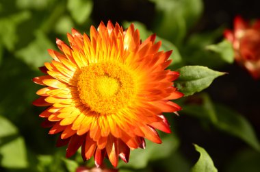 bahçede çiçek açan strawflower