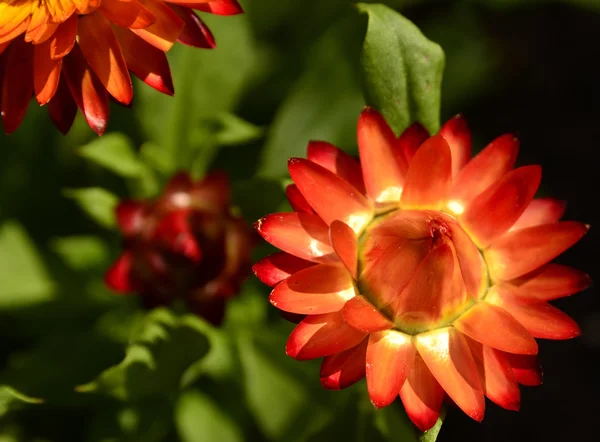 Клубничный цветок в саду — стоковое фото
