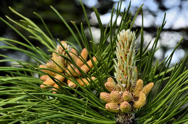 Flowering black pine — Stock Photo, Image