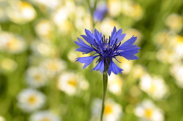 Цветок василька цветет на размытом фоне ромашки и травы — стоковое фото