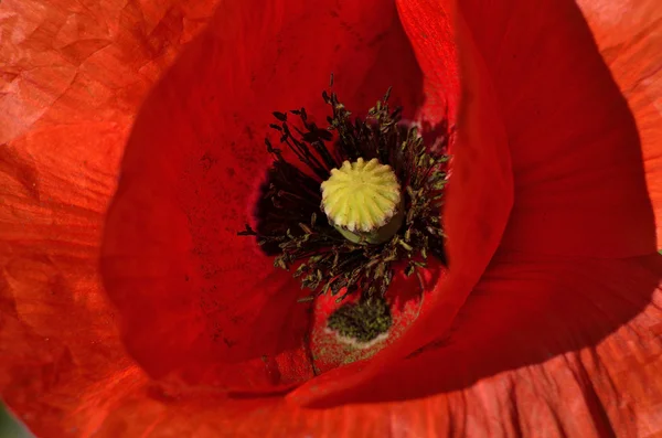 Intérieur pavot fleuri — Photo
