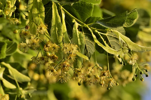 Linden branch of inflorescence on a blurred background — Stock Photo, Image