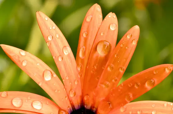 Osteospermium kwiat po letni deszcz — Zdjęcie stockowe