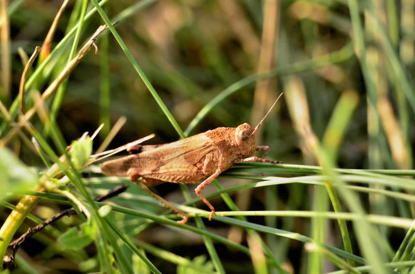 Grasshopper on blade of grass — Stock Photo, Image