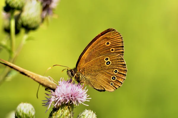 三叶草的 coenonympha 蝴蝶 — 图库照片