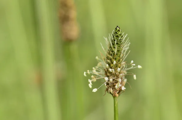 Großmutter blüht auf der Wiese — Stockfoto