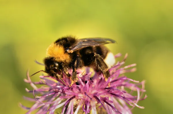 Uma abelha coletando néctar de trevo — Fotografia de Stock