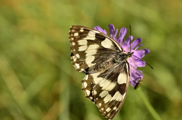 Picia nektaru na koniczyna kwiaty motyl — Zdjęcie stockowe