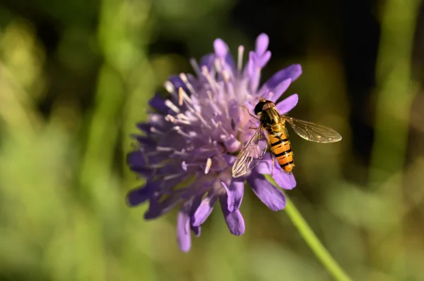 Syrphidae na koniczyna kwiat — Zdjęcie stockowe