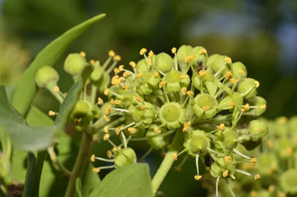 Hedera helix fleur sur fond de feuille — Photo