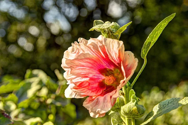 Malva blomma på en suddig bakgrund — Stockfoto