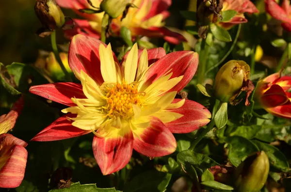 Jardín de Dahlia — Foto de Stock