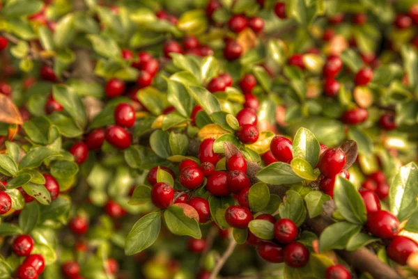 Cotoneaster-Früchte Stockbild