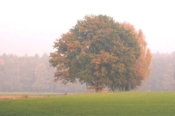 The autumn collection of colors — Stock Photo, Image