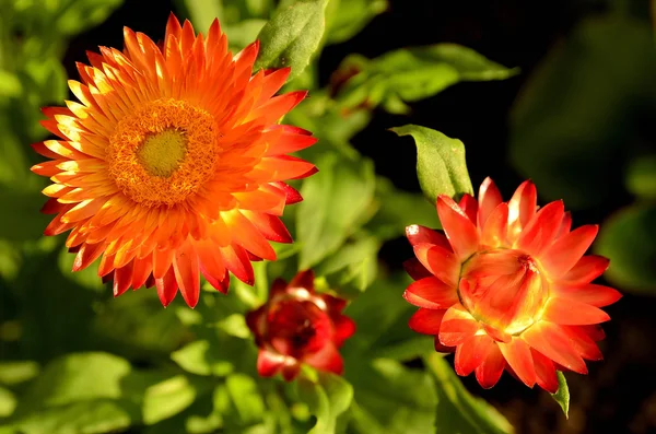 Клубничный цветок в саду — стоковое фото