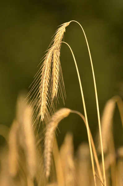小麦中的模糊背景的耳朵 — 图库照片